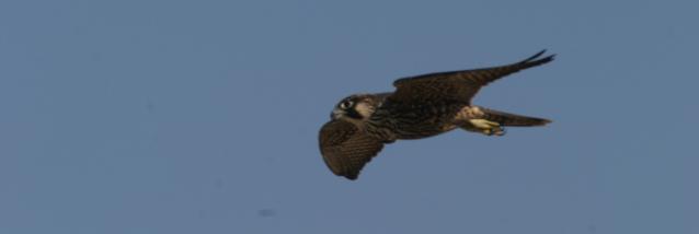 peregrine falcon in flight. fastest birds in flight,