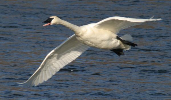 trumpeter swan images. Birds provide memorable